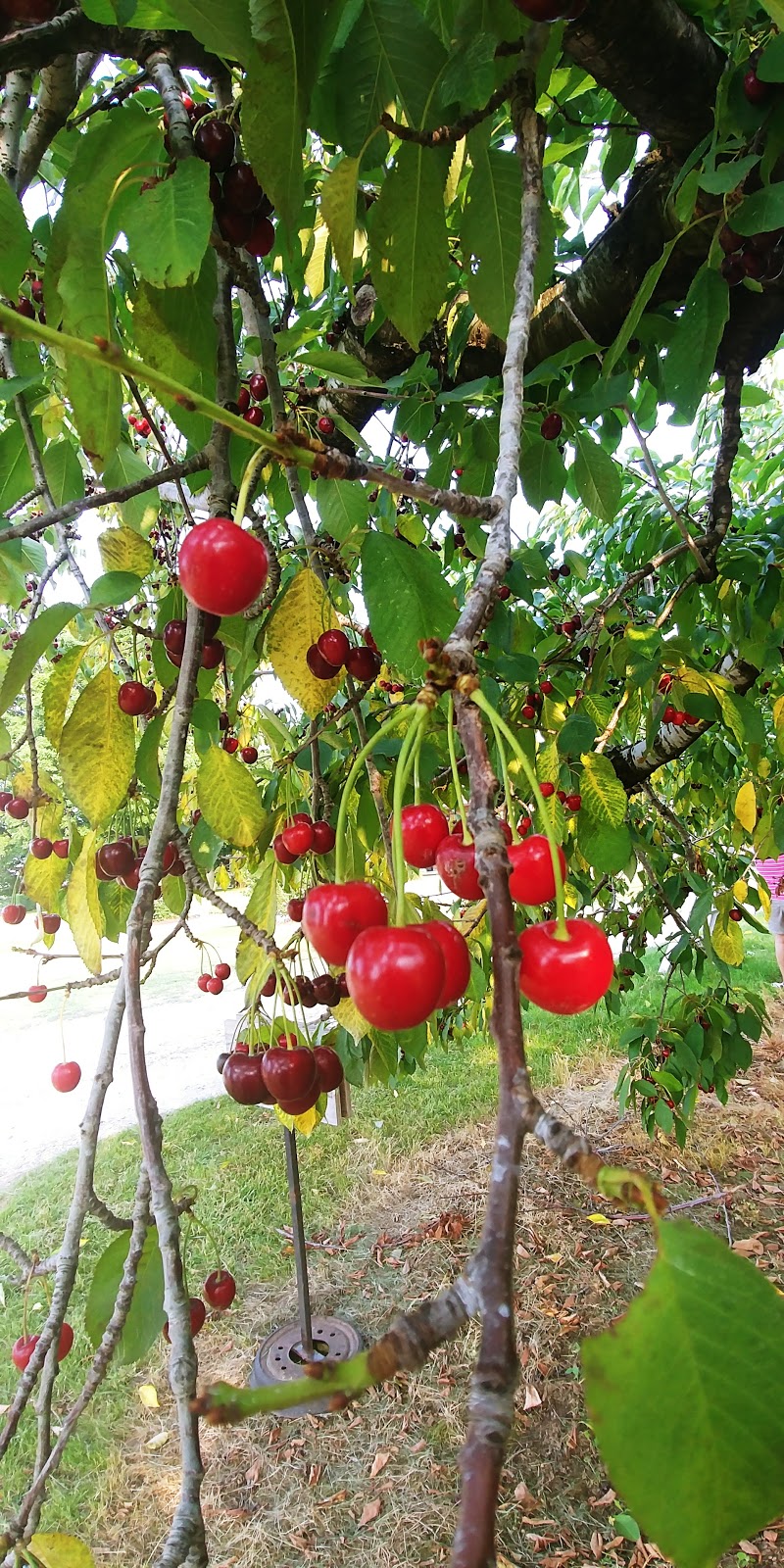 Red Barn Fruit Farm | 8651 Townsend Line, Arkona, ON N0M 1B0, Canada | Phone: (519) 828-3695