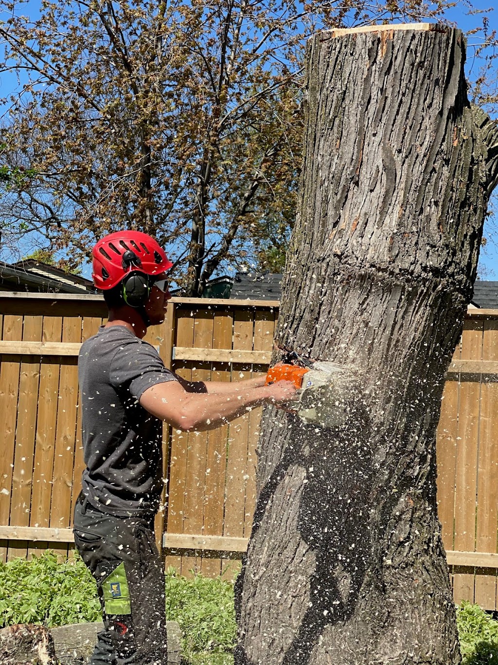 Bison Tree Service | 59071 Pleasant Rd 38E, Anola, MB R5L 0E7, Canada | Phone: (289) 683-5408