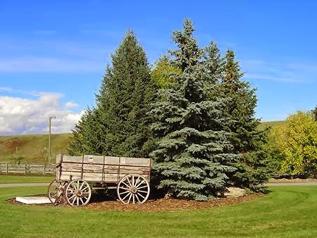 Lynnwood Ranch | 370069 96 St E, Aldersyde, AB T0L 0A0, Canada | Phone: (403) 938-2203