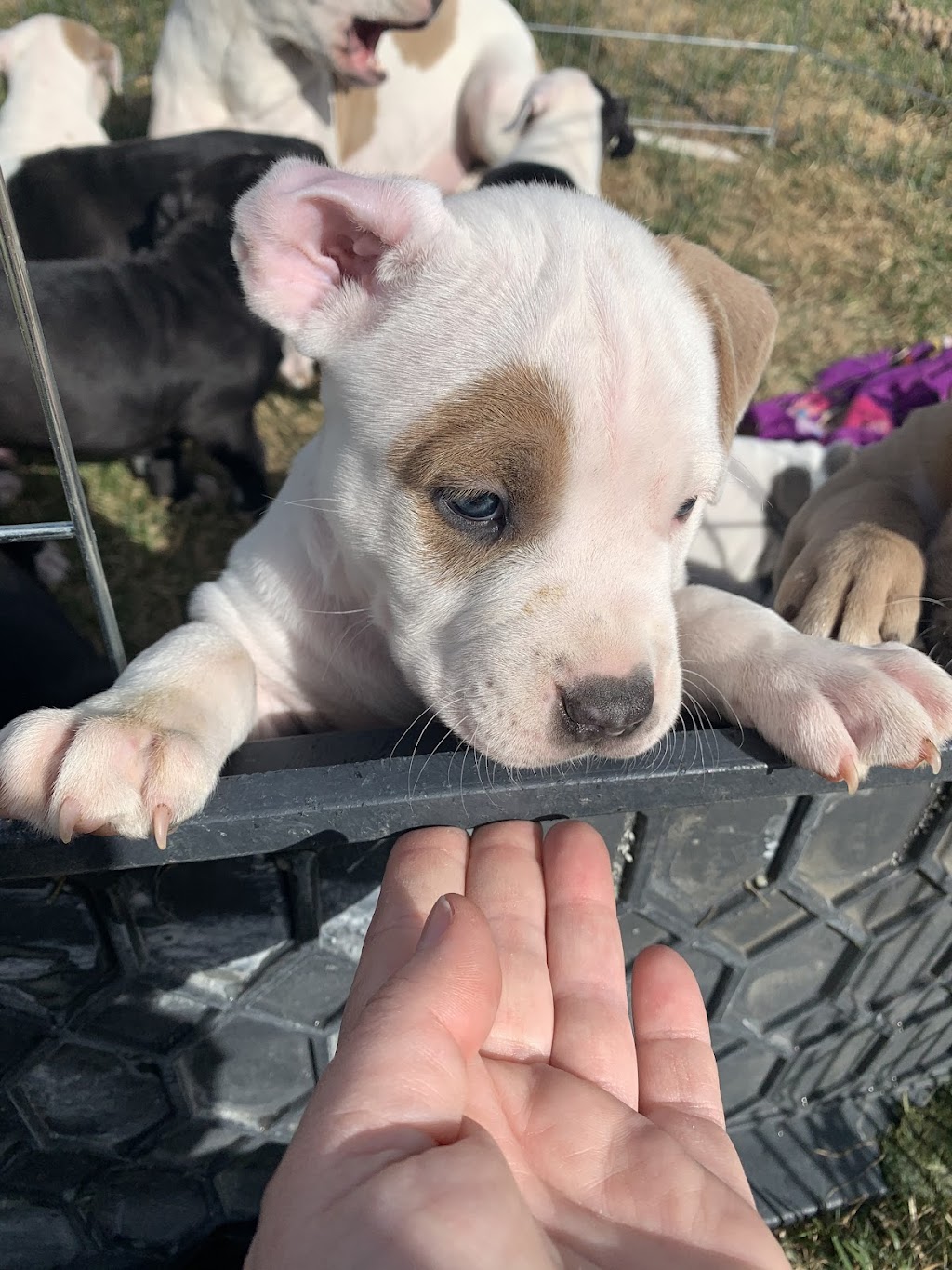 Mega Pitty Pitbulls | 17925 56a Ave, Surrey, BC V3S 4H5, Canada | Phone: (604) 835-7769