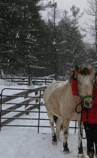 Wildcard Stables | 4941 Vivian Rd, Cedar Valley, ON L0G 1E0, Canada | Phone: (647) 201-2590