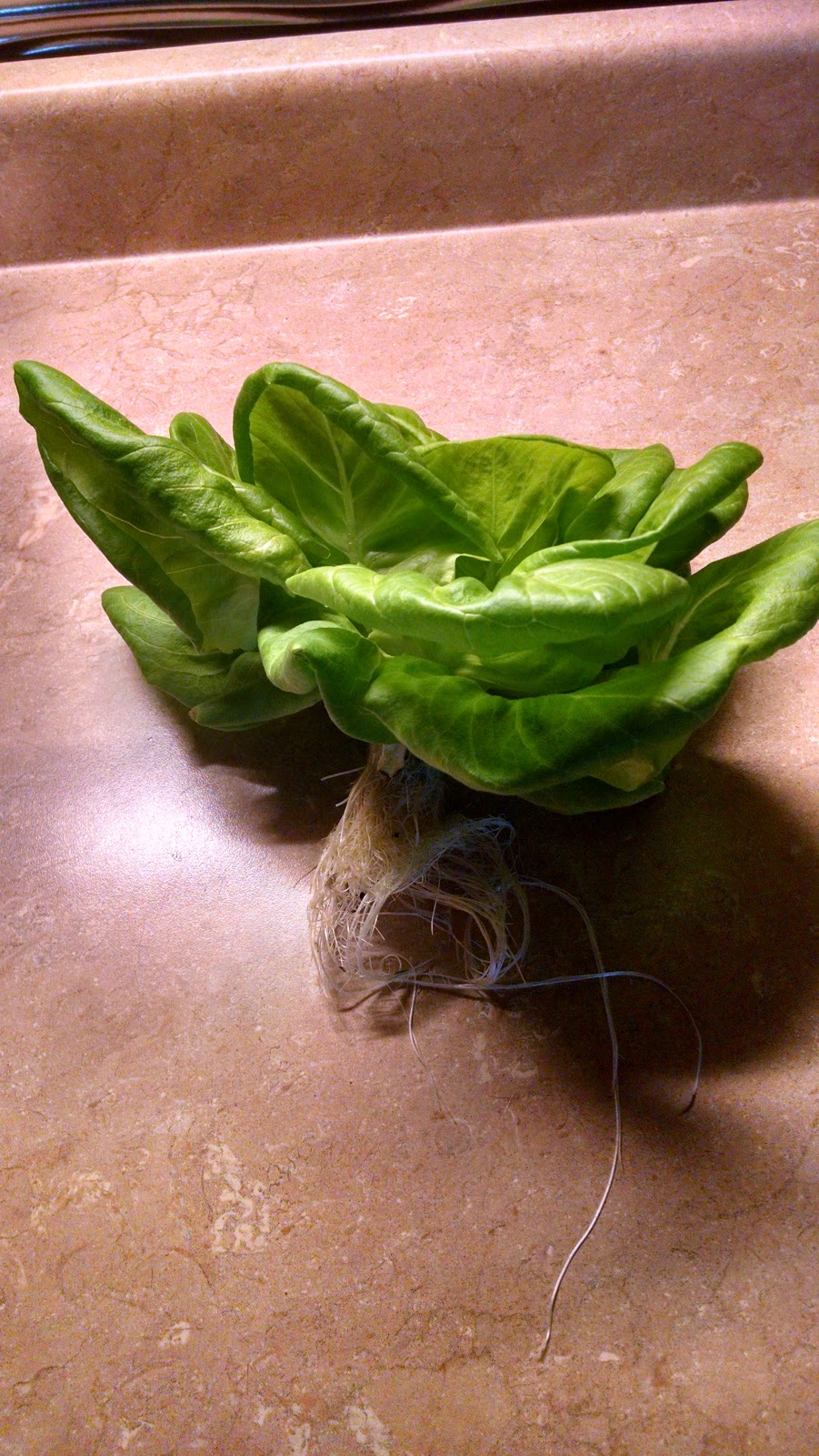 Mid-Thumb Produce | 8510 St Clair Rd, Lexington, MI 48450, USA | Phone: (810) 304-3480