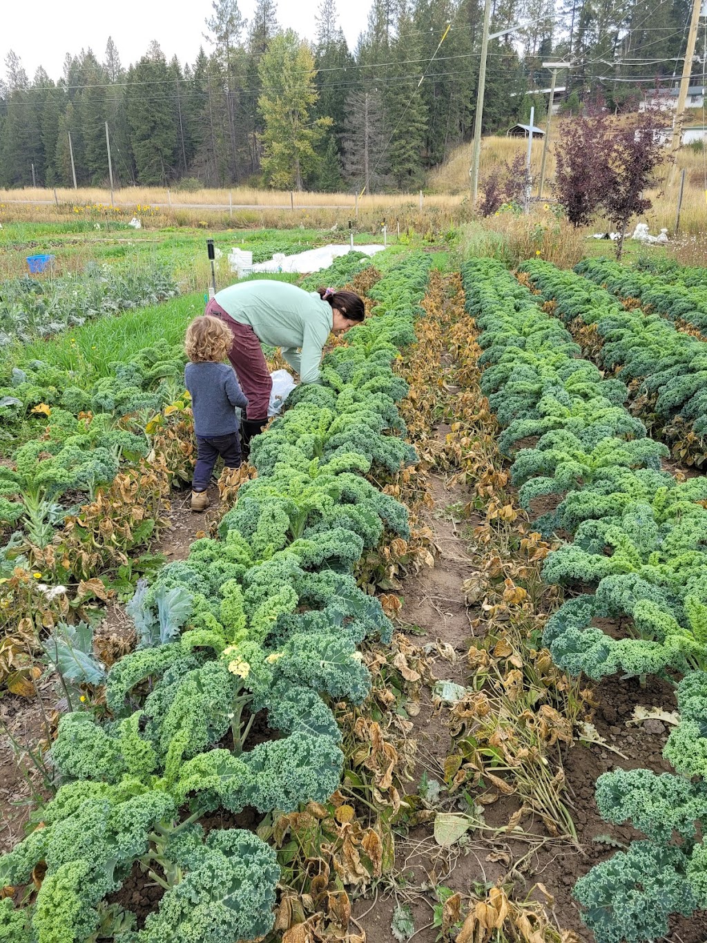Corner Veggies | 7329 Jaffray Baynes Lake Rd, Jaffray, BC V0B 1T0, Canada | Phone: (778) 687-1805