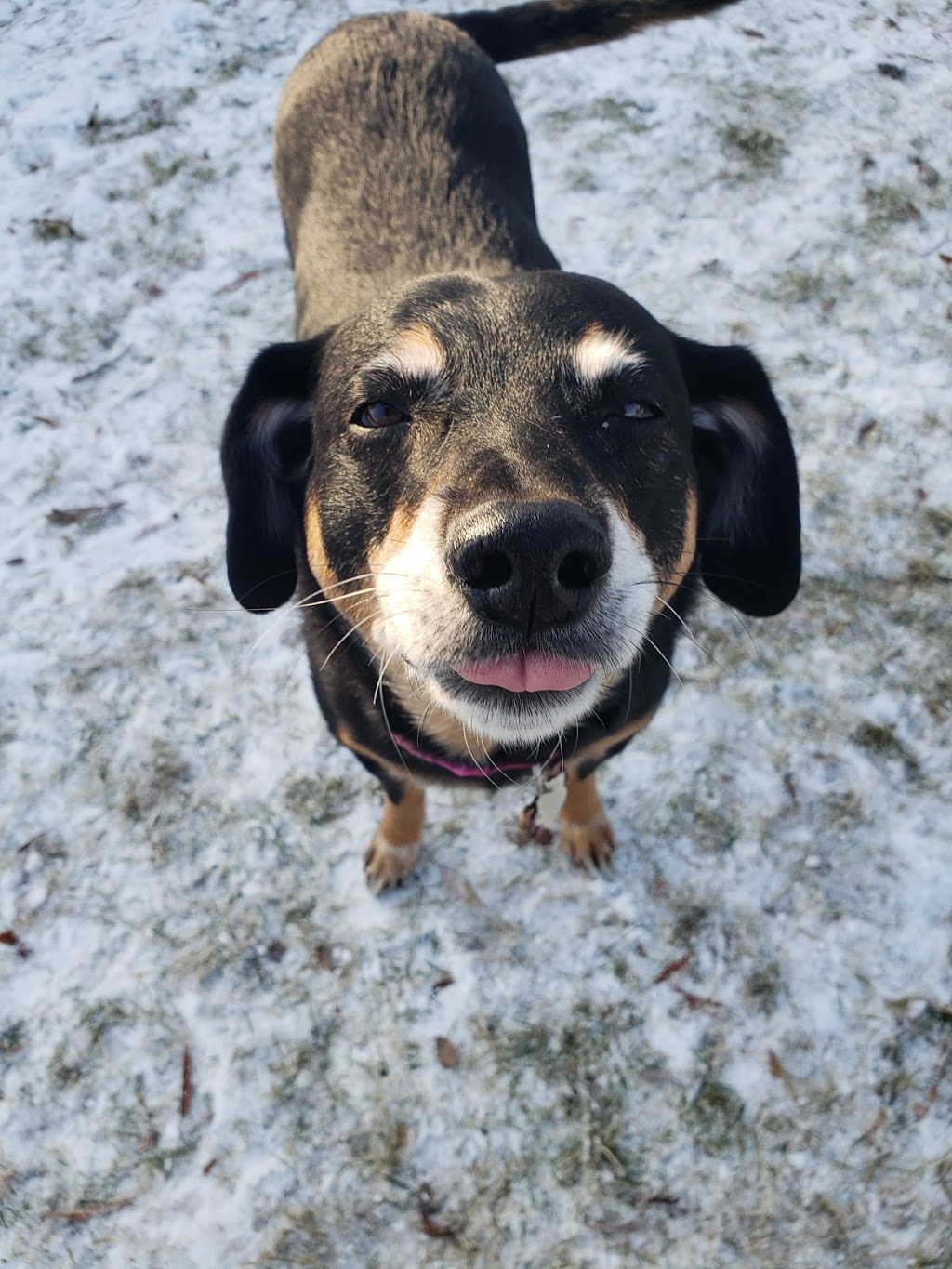 Cedar Valley Pet Resort | 4302 Concession Rd 4, Orono, ON L0B 1M0, Canada | Phone: (905) 786-0106