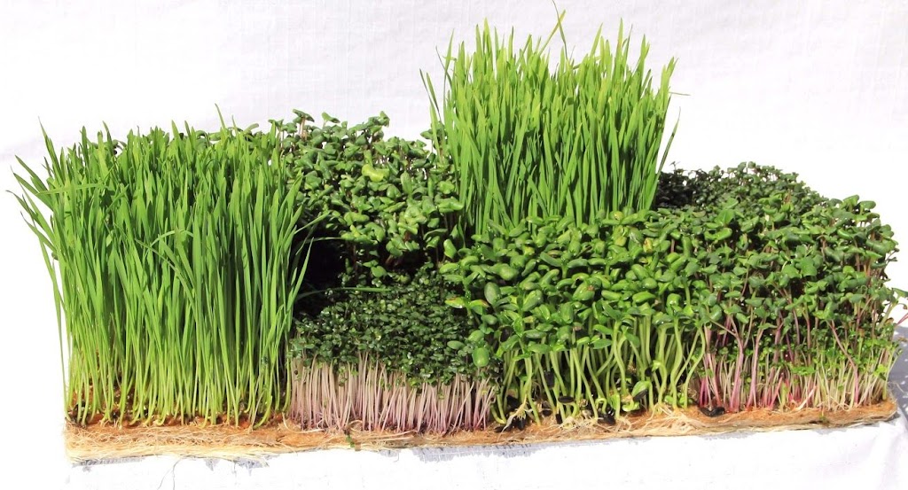 OneSprout.ca Organic Wheatgrass and Microgreens | 2387 Kawartha Heights Blvd, Peterborough, ON K9K 1S4, Canada | Phone: (647) 486-5050
