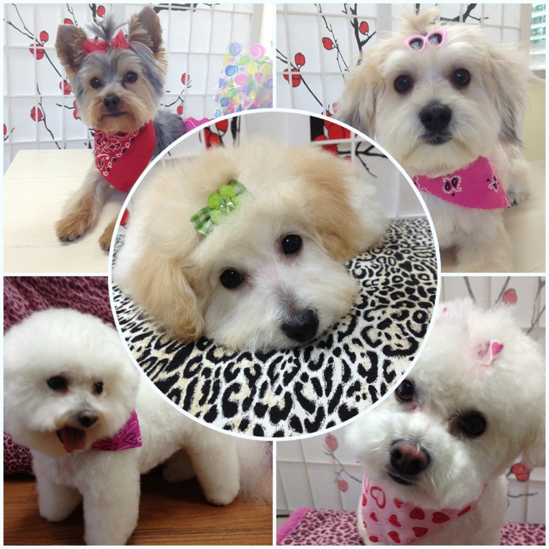 Danielles Dog Grooming Studio | 36675 Dawson Rd, Abbotsford, BC V3G 2L1, Canada | Phone: (604) 996-1213
