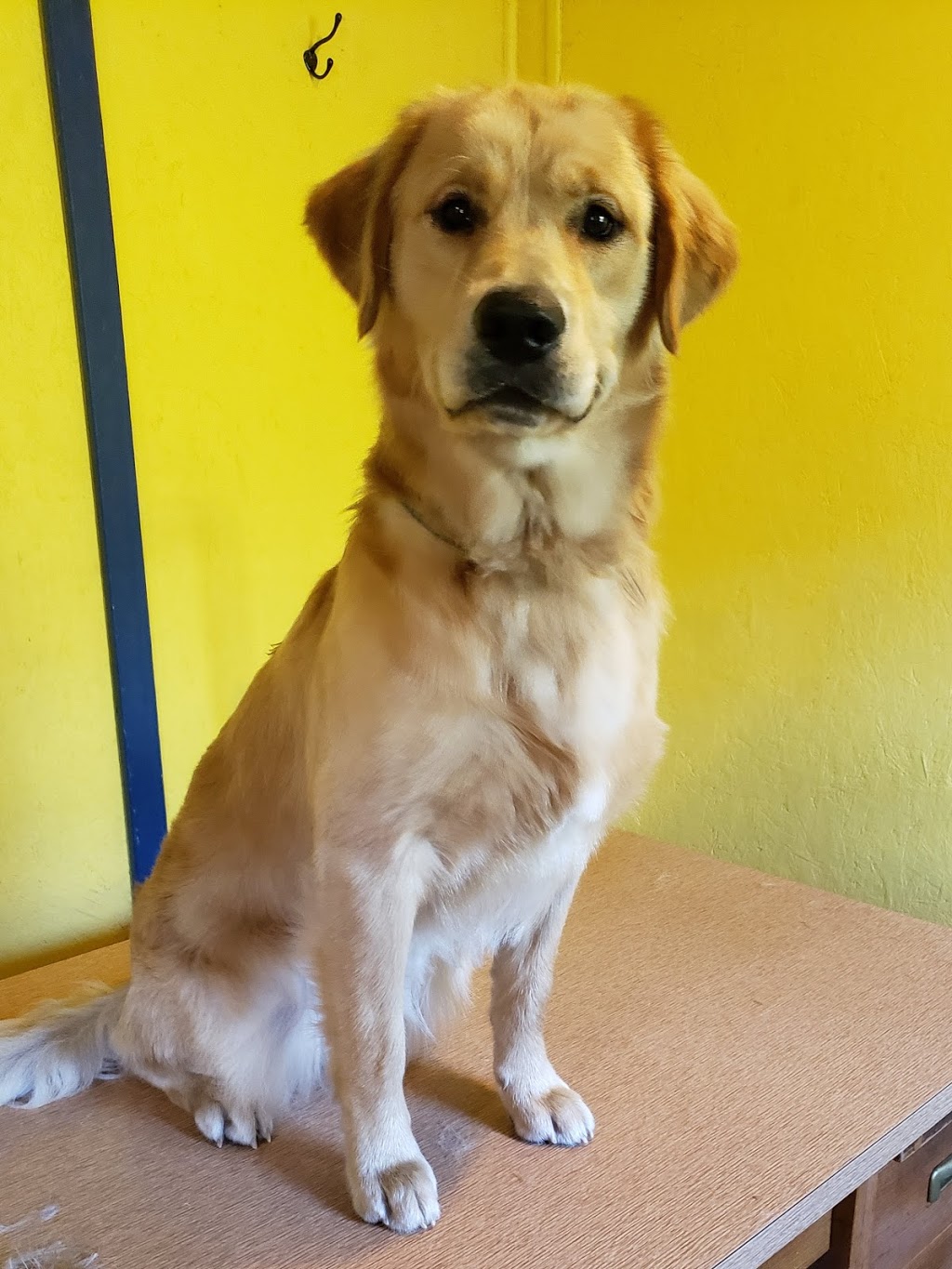 PawsAtively Divine Pet Grooming | 136 NB-121, Bloomfield, NB E5N 7V1, Canada | Phone: (506) 653-7393