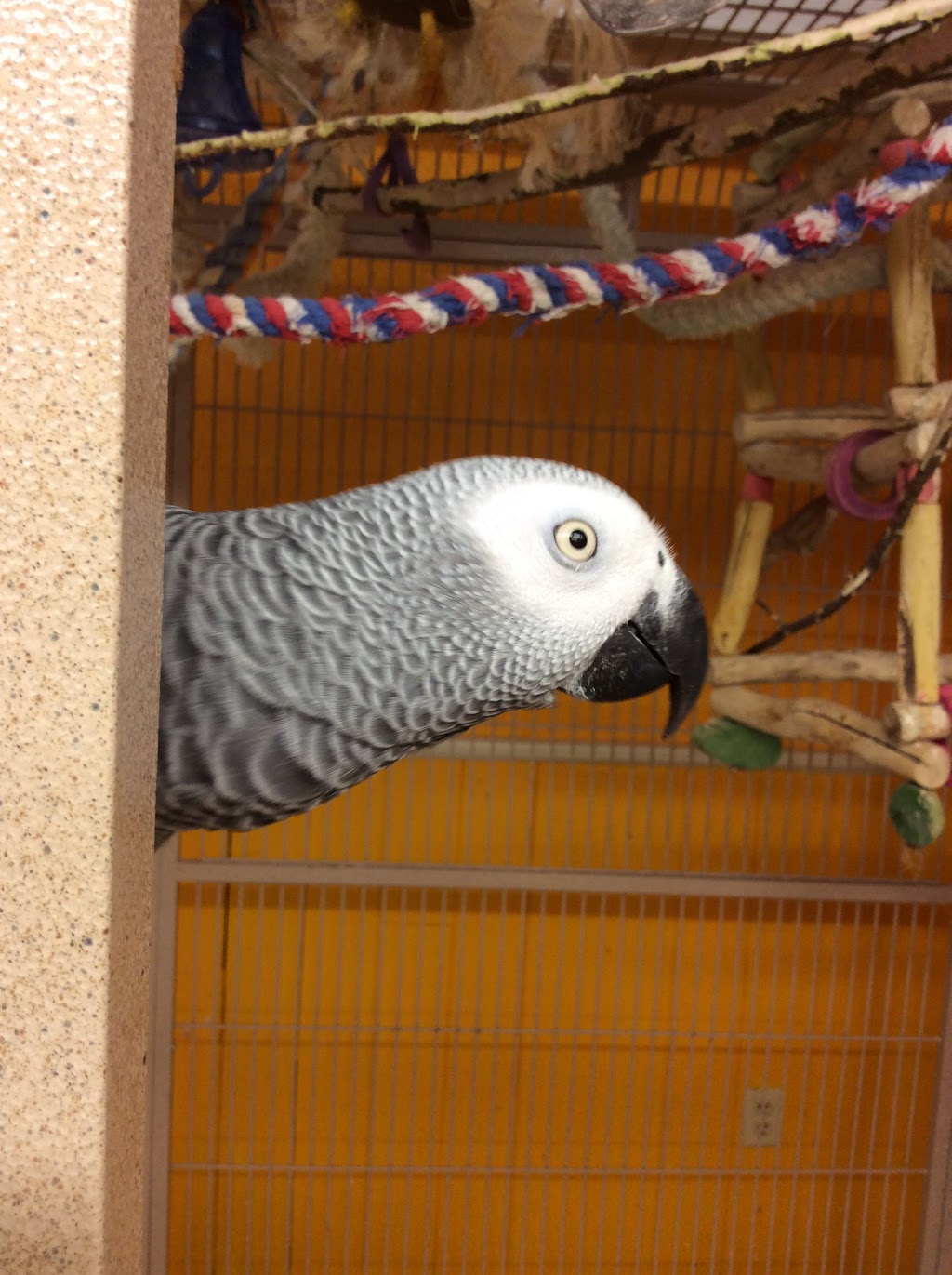 Chirp N Dales Pet Supply | 293 Rogers Rd, Berry Mills, NB E1G 2N4, Canada | Phone: (506) 854-0979