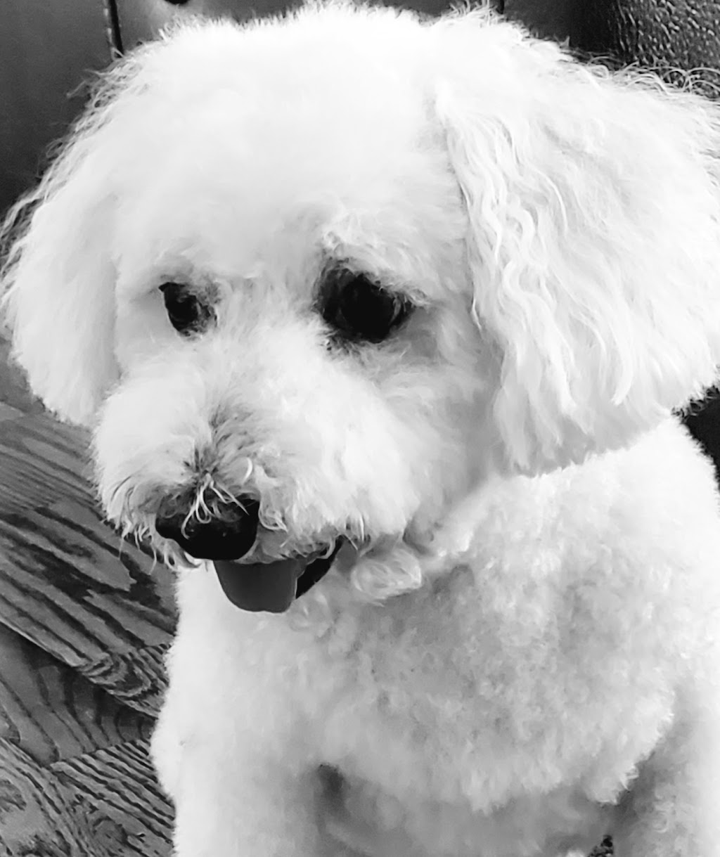 K9QTz Dog Spa | 949 Coombs Rd, Coombs, BC V0R 1M0, Canada | Phone: (250) 240-2459