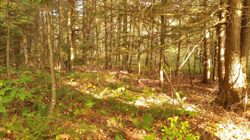 Grotte de lours (Zone Champman) | 270 Rang 11e E, Stoke, QC J0B 3G0, Canada