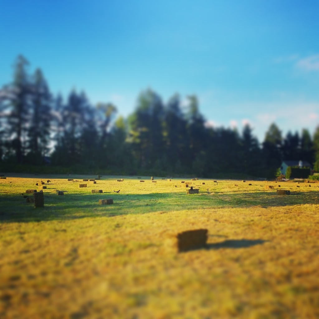 Pyramid Stables | 7581 Harby Rd W, Lantzville, BC V0R 2H0, Canada | Phone: (250) 390-7631