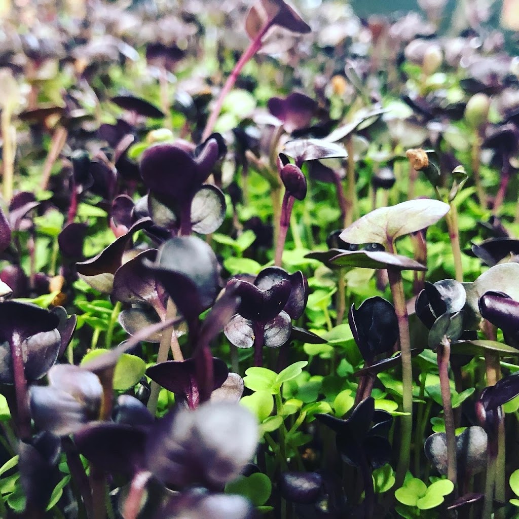 Valley Microgreens | 12 Constance Lake Rd, Kanata, ON K2K 1X7, Canada | Phone: (613) 447-7144