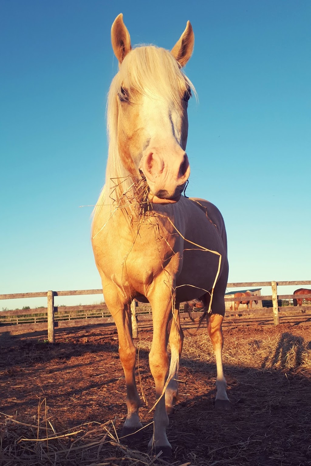 Greenfield Stables | 1864 Greenfield Rd, Cambridge, ON N1R 5S5, Canada | Phone: (519) 716-9600