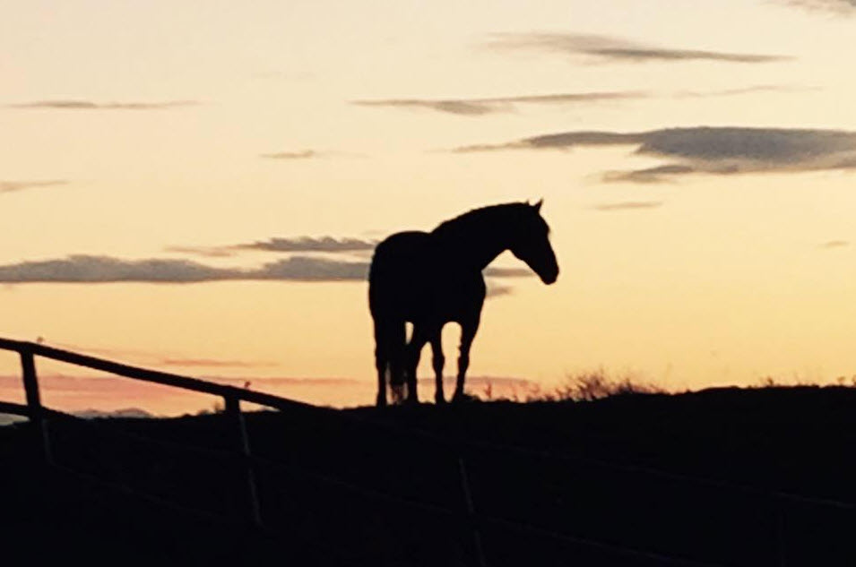 GEM Equestrian | 33038, Township Rd 272, AB T4C 2Z6, Canada | Phone: (403) 200-6287