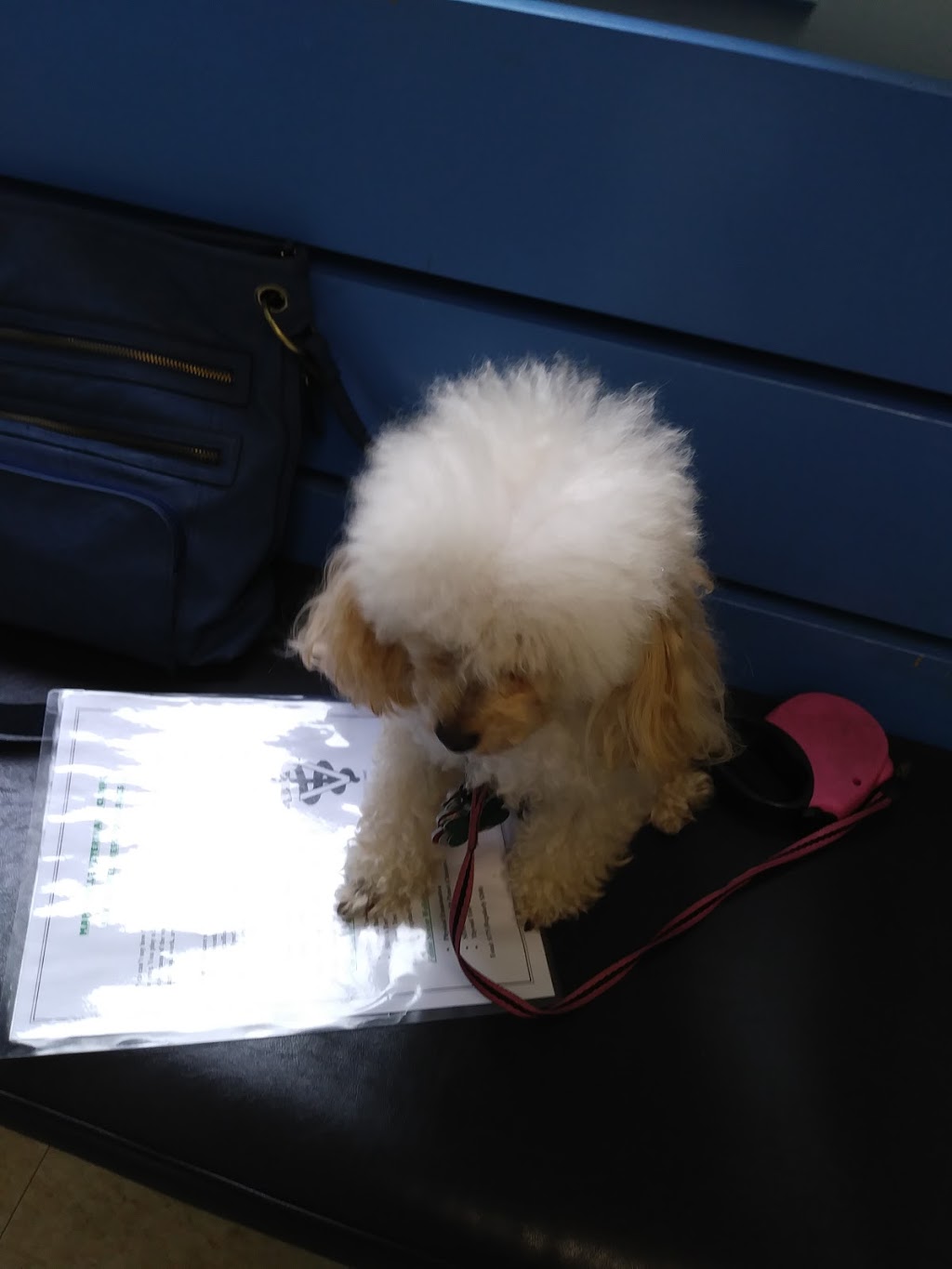 Marysville Veterinary Clinic | 1273 Gratiot Blvd, Marysville, MI 48040, USA | Phone: (810) 388-8800