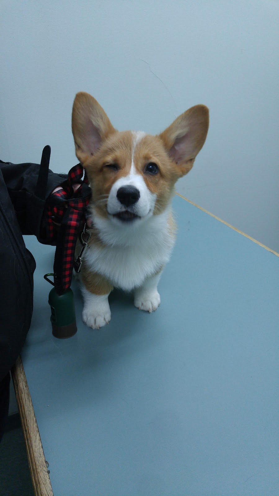 Ritson Veterinary Clinic | 300 Taunton Rd E, Oshawa, ON L1G 7T4, Canada | Phone: (905) 438-0664