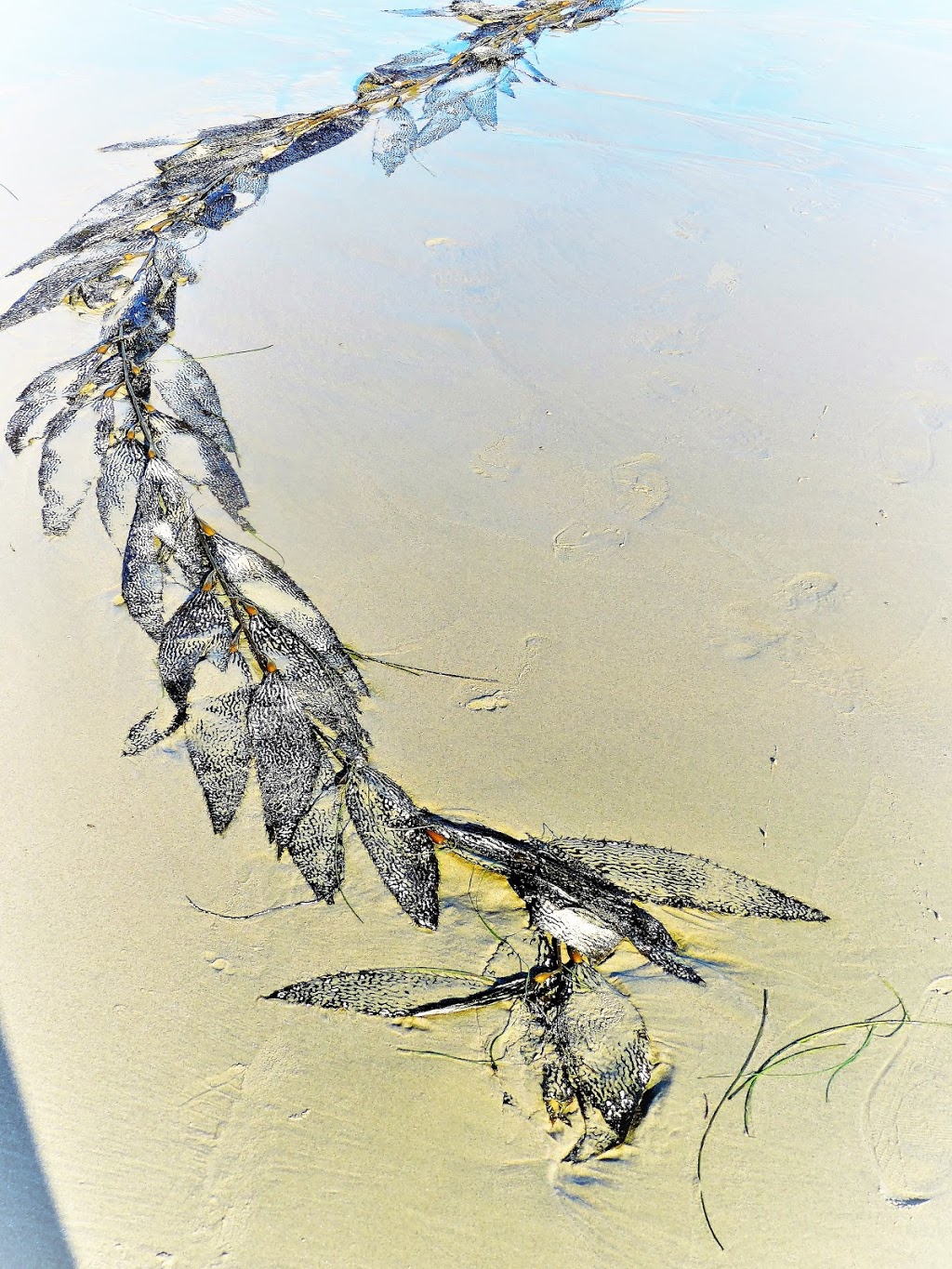 Seahouse Gallery | 2905 Fulford-Ganges Rd, Salt Spring Island, BC V8K 1X6, Canada | Phone: (250) 537-6413