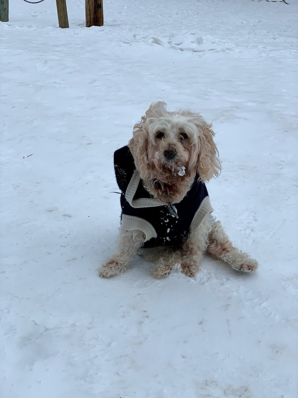 Centennial Animal Hospital | 2747 Pembina Hwy, Winnipeg, MB R3T 2H5, Canada | Phone: (204) 269-8162