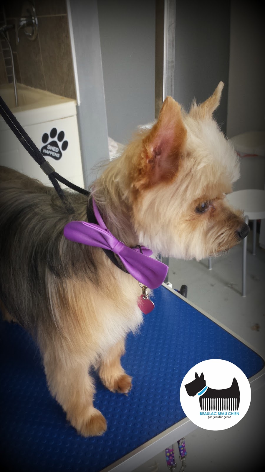 Beaulac Beau Chien | 50 Rue Beaulac, Salaberry-de-Valleyfield, QC J6T 6J6, Canada | Phone: (450) 374-5423