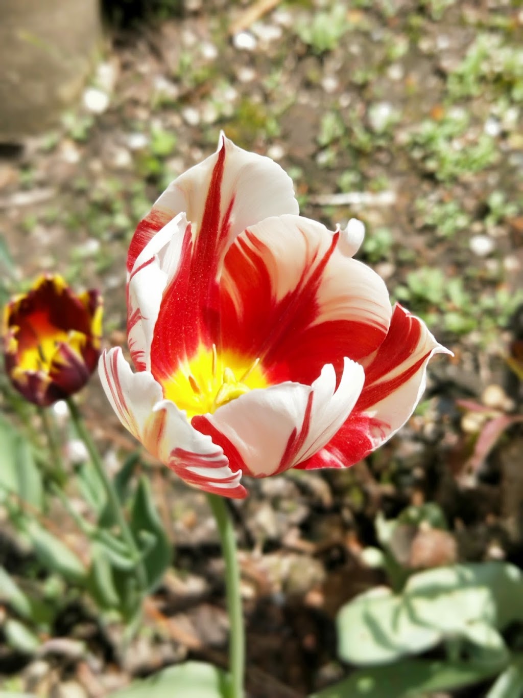 Mono Pollinator Garden | 246366 Hockley Rd, Orangeville, ON L9W 2Y8, Canada
