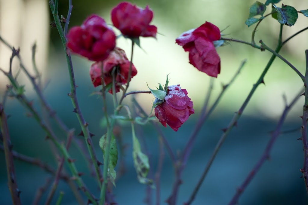 Cowichan Valley Hospice Society | 3122 Gibbins Rd, Duncan, BC V9L 1G2, Canada | Phone: (250) 701-4242