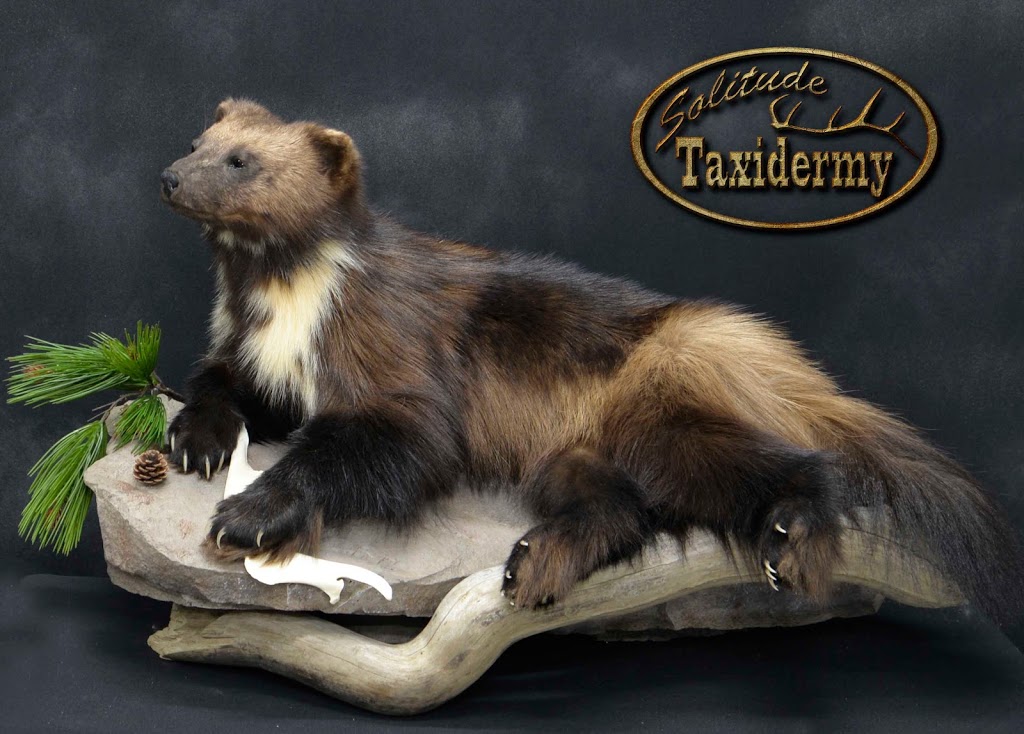 Solitude Taxidermy | 53314 Range Rd 272, Parkland County, AB T7X 3B2, Canada | Phone: (780) 690-6911