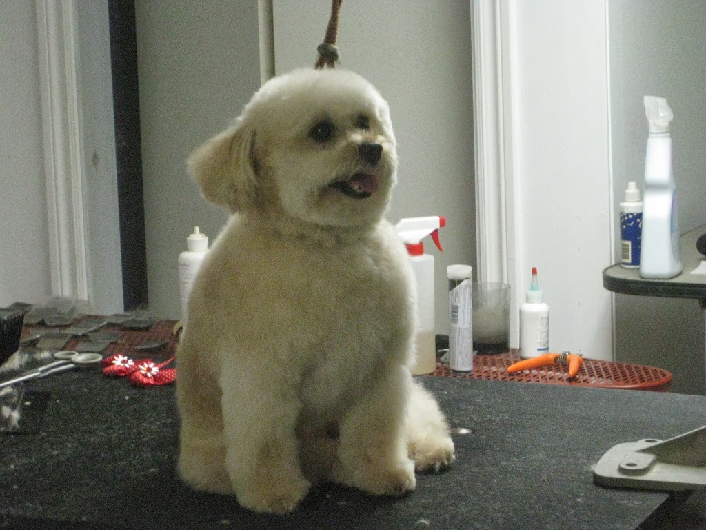 A La Fantaisie Animale | 71 Rue Notre Dame E, Trois-Rivières, QC G8T 4B9, Canada | Phone: (819) 701-3056