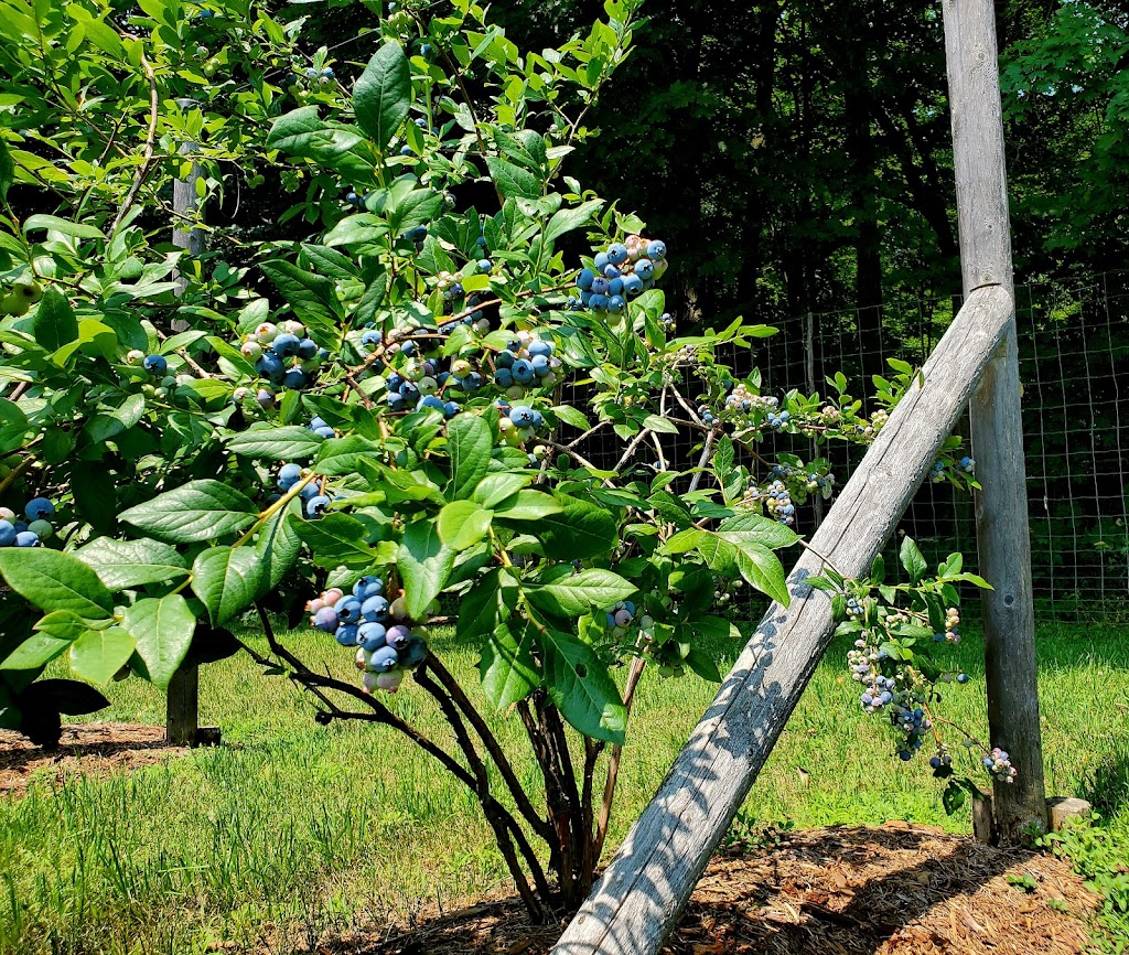 Bleuetière Erablière Biologiques Au Fin Délice | 1106 Chem. Saint-Henri, Très-Saint-Rédempteur, QC J0P 1P1, Canada | Phone: (450) 459-4444