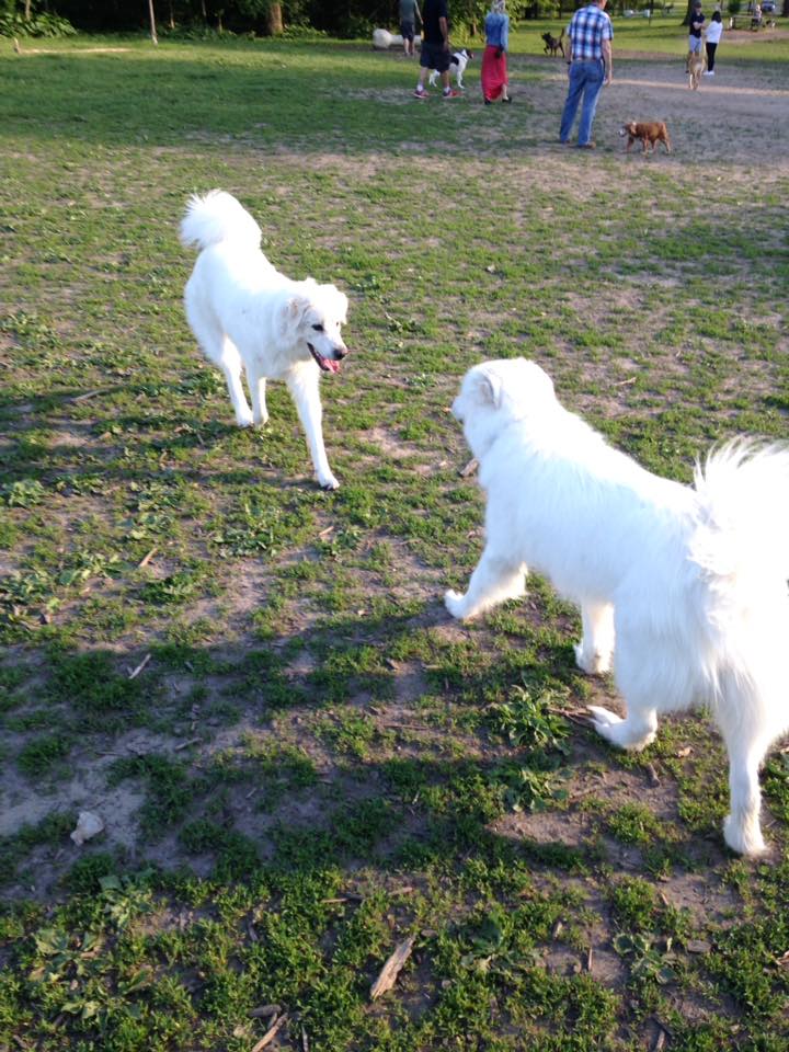 Greenway Off Leash Dog Park | Southcrest, London, ON N6J, Canada | Phone: (519) 661-4980