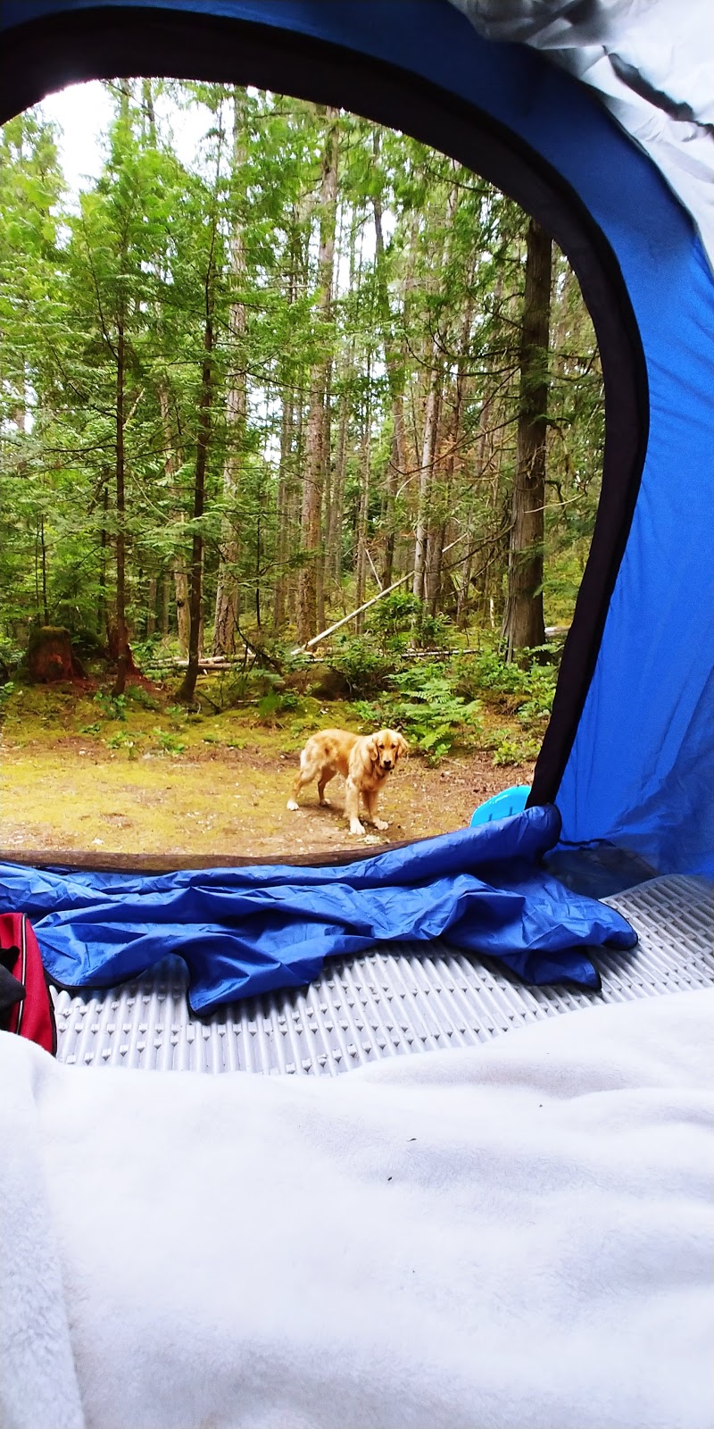 Homesite Creek Campground | 9844 Sunshine Coast Hwy, Halfmoon Bay, BC V0N 1Y2, Canada | Phone: (604) 883-9307