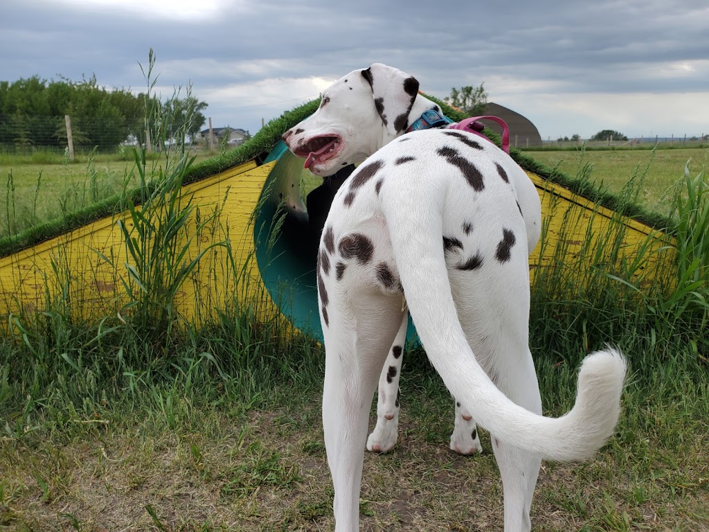 Country Club Pet Resort | 282063 Township Rd 224A, Alberta T1X 0J2, Canada | Phone: (403) 936-5685