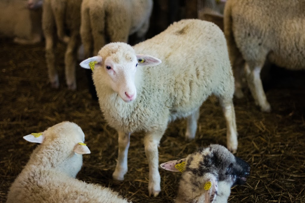 Ferme Pédagogique Marichel Inc | 809 Rang Bois Franc, Sainte-Agathe-de-Lotbinière, QC G0S 2A0, Canada | Phone: (418) 599-2949