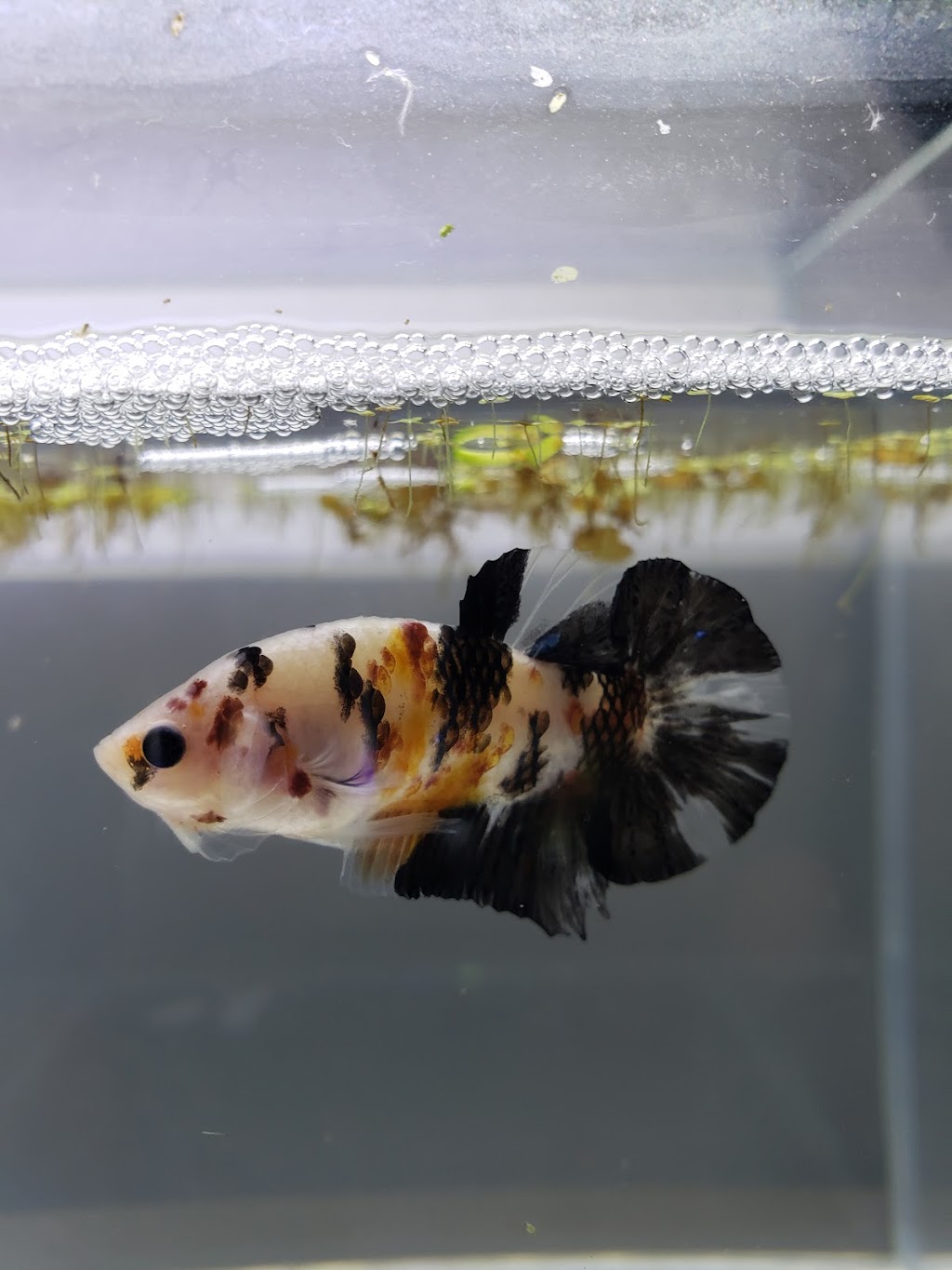 Luminous Aquatic | 553 Foster Ave, Coquitlam, BC V3J 0B5, Canada | Phone: (603) 831-3047
