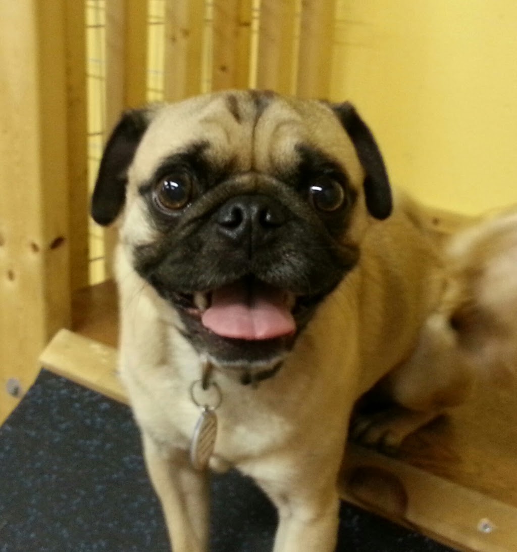 Wag Canine Recreation Centre | 10 Lawrence St, Amherst, NS B4H 3G5, Canada | Phone: (902) 660-9244