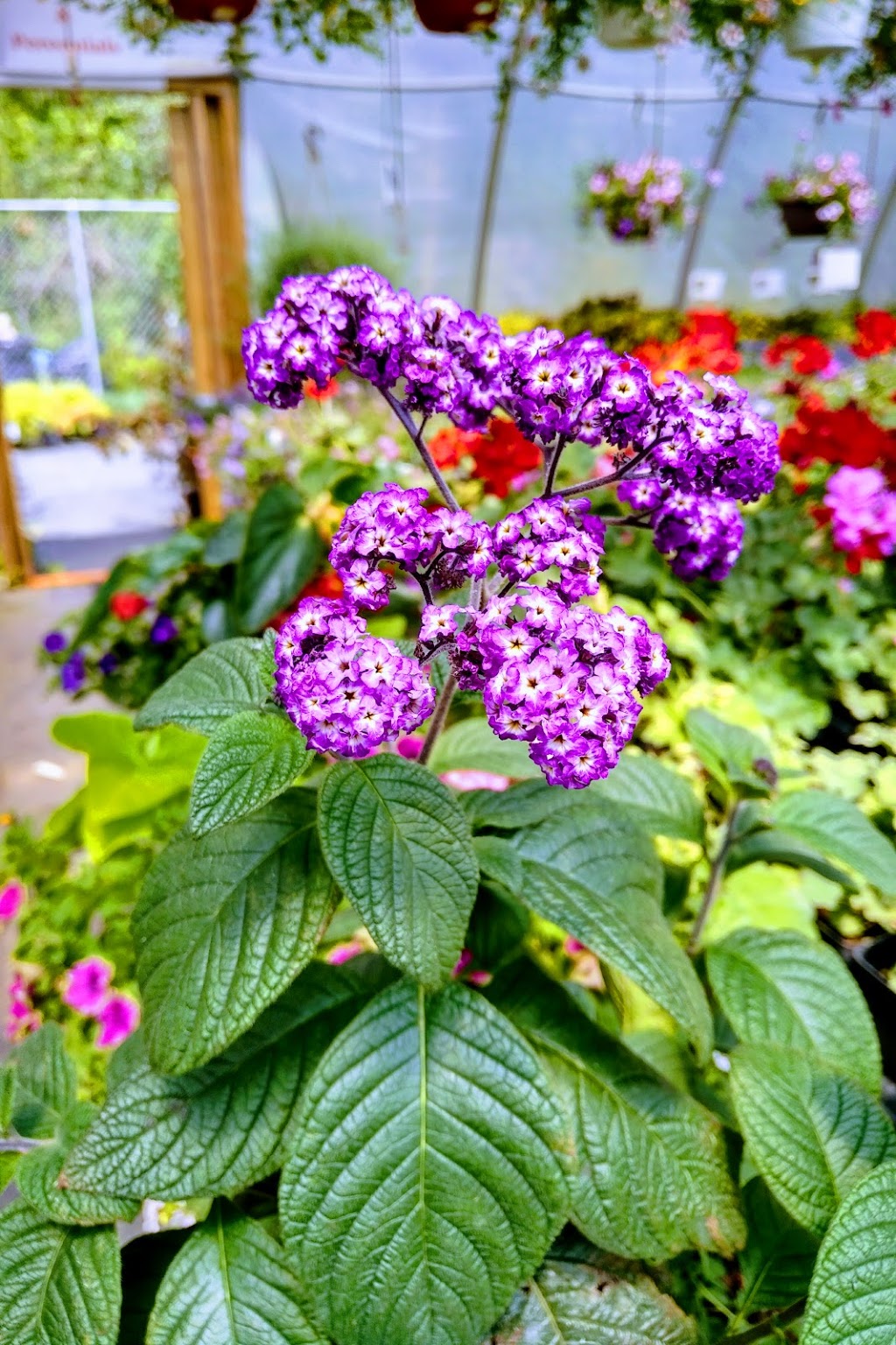Interlake Garden Center | 287 Quarter Mile Road, 10353 #9 Highway, Winnipeg Beach, MB R0C 3G0, Canada | Phone: (204) 389-3200