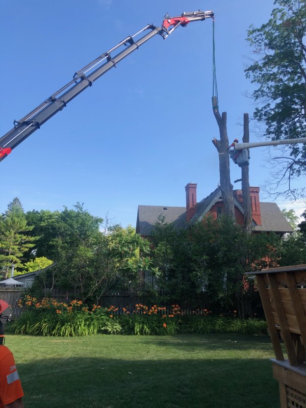Joss Tree Service | 78 Logie St, Lindsay, ON K9V 5Y2, Canada | Phone: (705) 320-9483