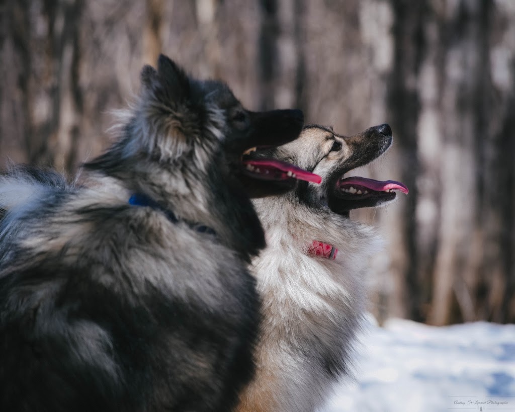 Sweet Home Keeshond | 591 6e rang, Saint-Rosaire, QC G0Z 1K0, Canada | Phone: (819) 350-9082