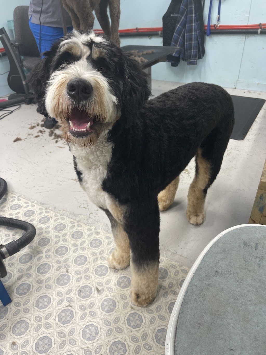 Paw-den of Eden Dog Grooming | 3850 Nova Scotia Trunk 1, Berwick, NS B0P 1E0, Canada | Phone: (902) 300-2820