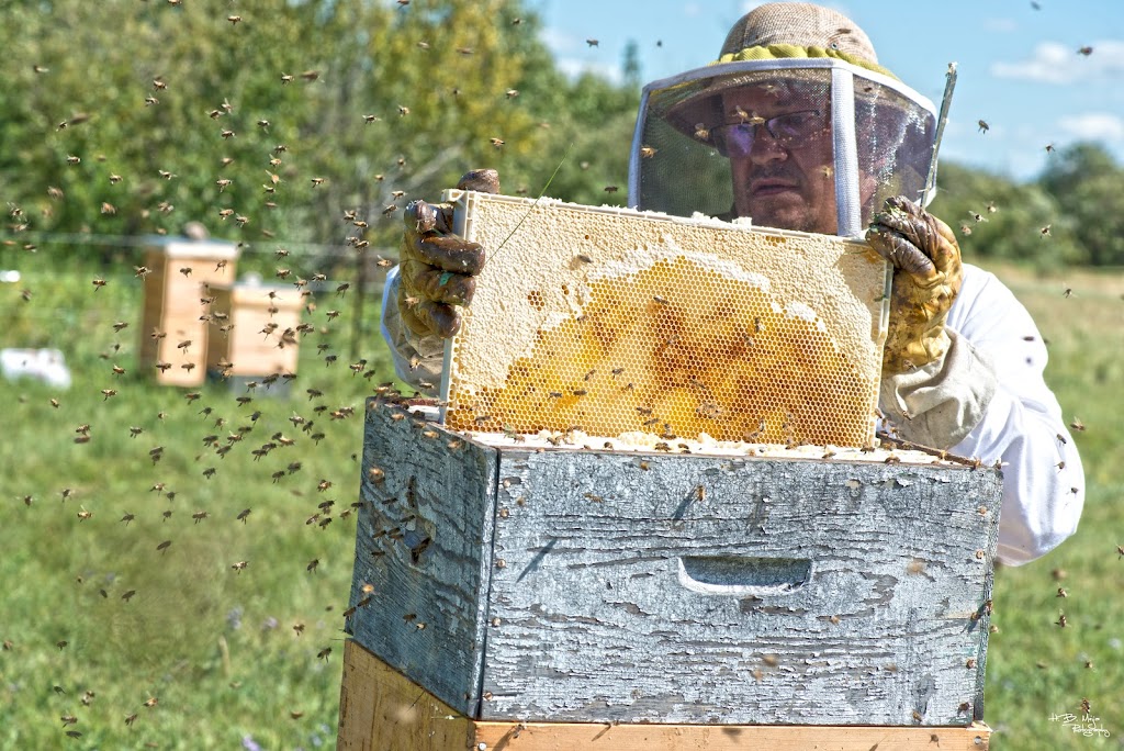 Beaver Creek Apiaries ltd. | 11 Courtenay Dr, Sherwood Park, AB T8A 5K7, Canada | Phone: (780) 722-4232
