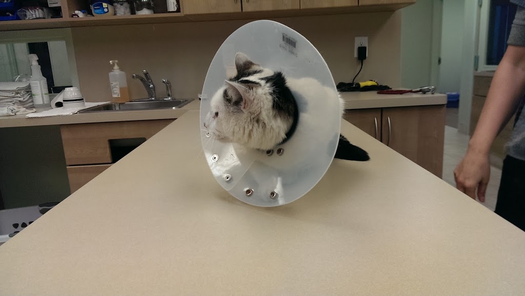 Rideau River Animal Hospital | 3987 Riverside Dr #2, Ottawa, ON K1V 1C1, Canada | Phone: (613) 737-9663