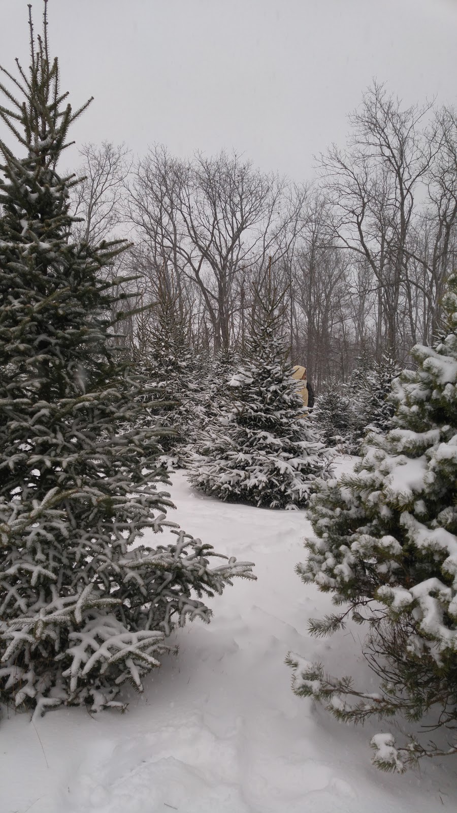 Leos Tree Farm | 24484 Silver Clay Line, West Elgin, ON N0L, Canada | Phone: (519) 857-5947