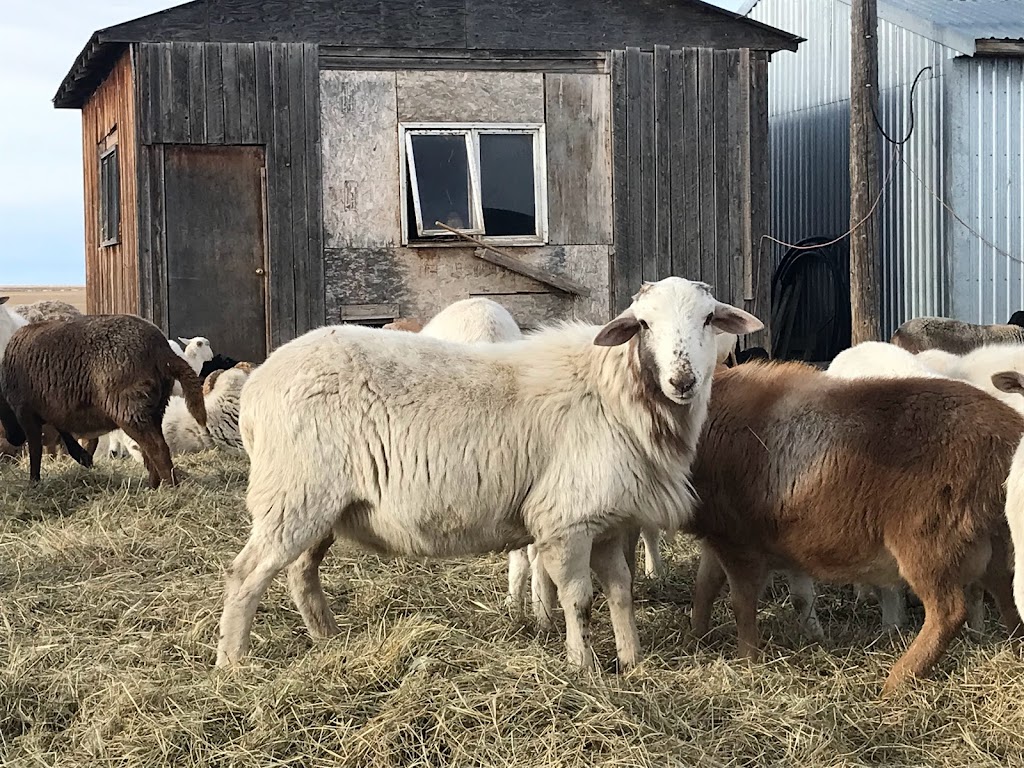 Willow acres | FC8V+99, Stirling, AB T0K 2S0, Canada | Phone: (403) 756-3514