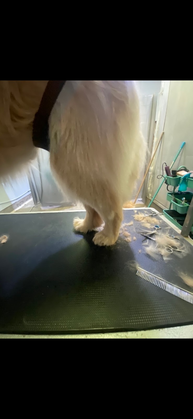 Archie & Friends Canine Care | 202 Cross Rd, Belmont, NS B0M 1C0, Canada | Phone: (902) 957-6784