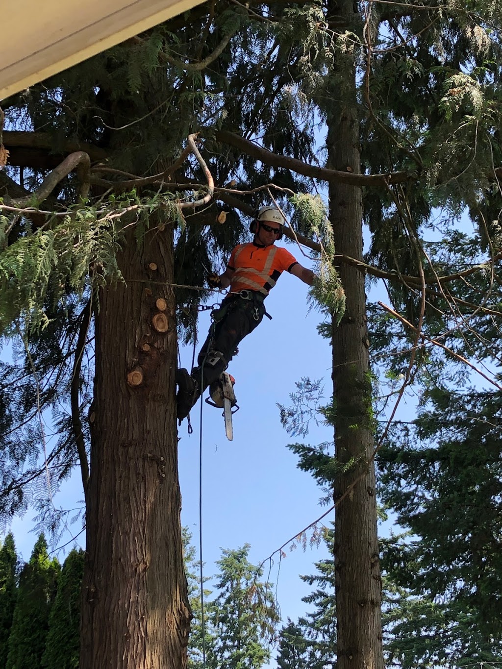 M.Mcconkey Arborist Services Ltd | 34976 Laburnum Ave, Abbotsford, BC V2S 5M7, Canada | Phone: (604) 597-2286