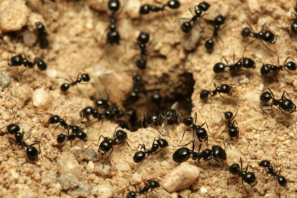 City Pest Control Inc | 46 Strathdale Rd, Brampton, ON L6P 2Y1, Canada | Phone: (416) 410-2786