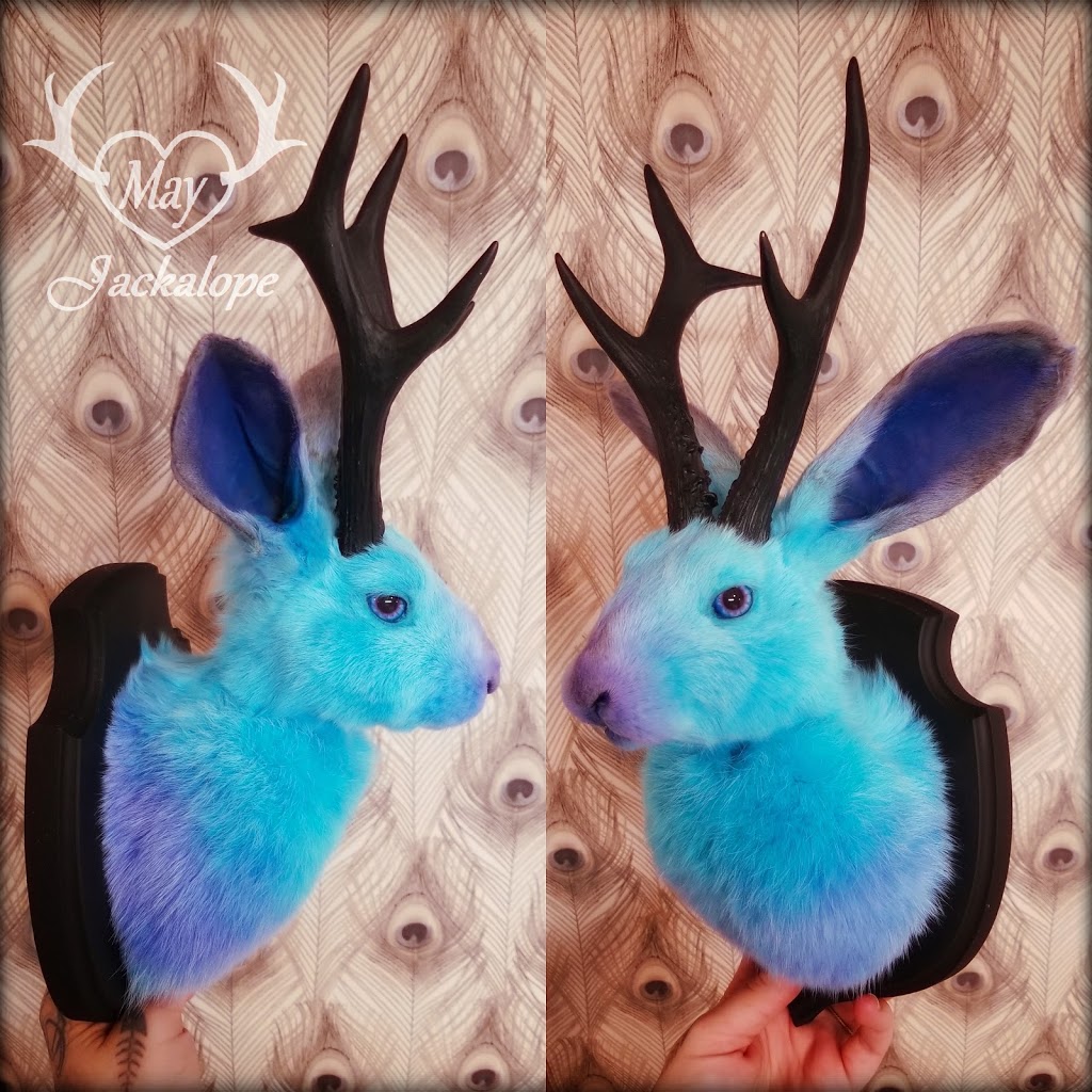 May Jackalope, Taxidermie danimaux domestiques | 120 Chemin de Sainte-Béatrix, Sainte-Béatrix, QC J0K 1Y0, Canada | Phone: (450) 916-3253
