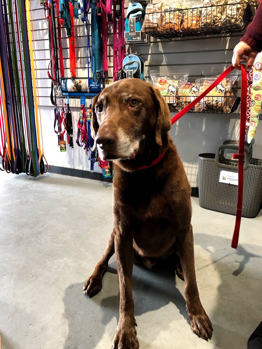 Lucky Paws Pet Supply and Dog Wash | 4485 Trans-Canada Hwy, Duncan, BC V9L 6L8, Canada | Phone: (250) 597-3647