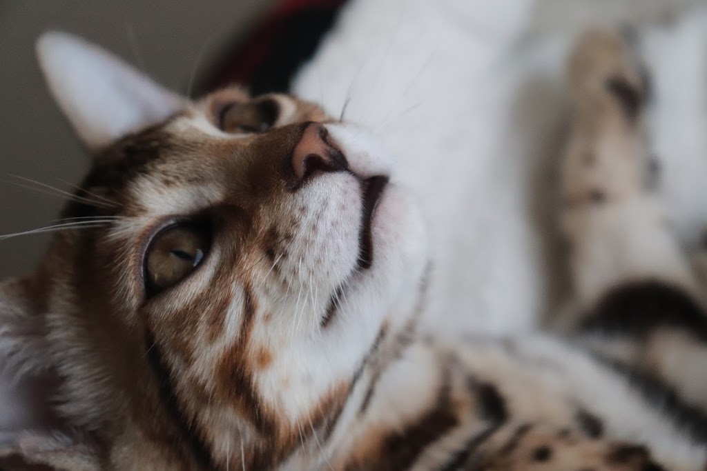 Catzilla Cattery | Aries Pl, Burnaby, BC V3J 7E8, Canada | Phone: (236) 333-4389