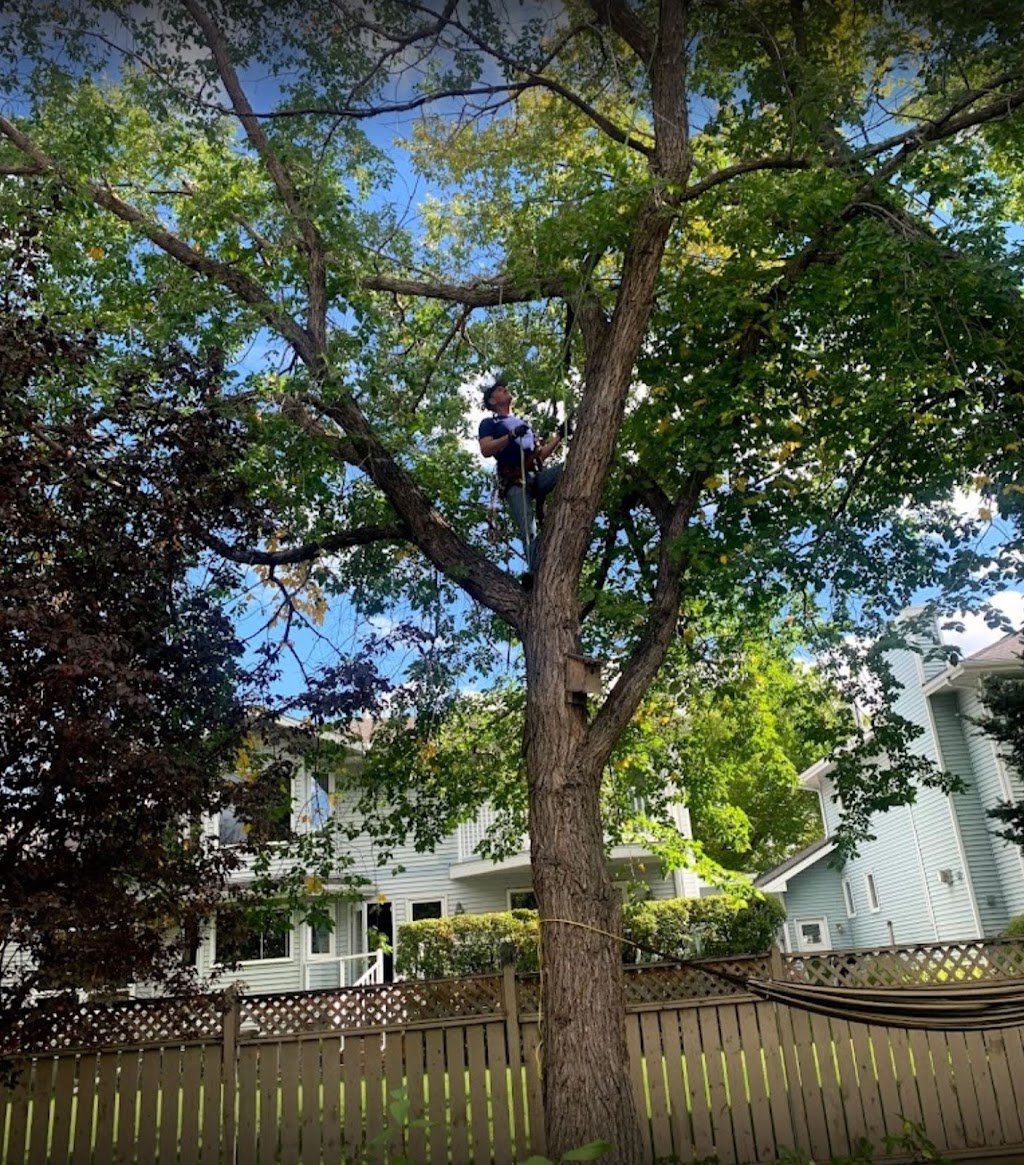 Alberta Tree Masters -Tree Service - Tree Removal & Tree Pruning | 28 Edgeford Pl NW, Calgary, AB T3A 2T2, Canada | Phone: (587) 438-5733