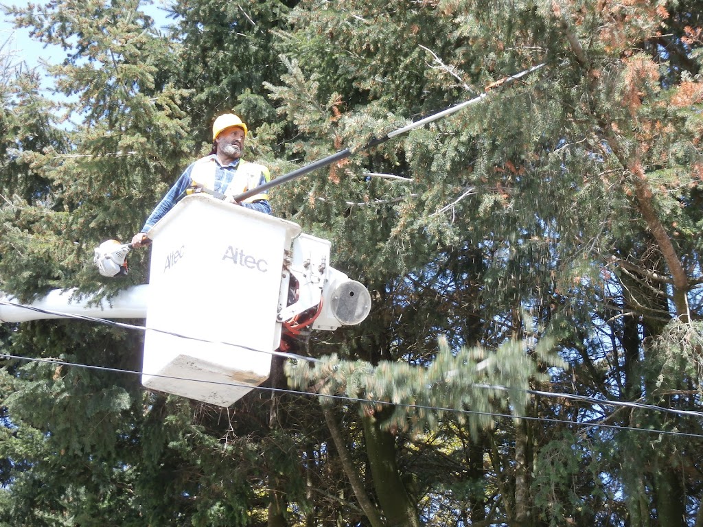 Mid Valley Tree Services Ltd | point of interest | 696 Columbia St, Abbotsford, BC V2T 5X6, Canada | 6047918733 OR +1 604-791-8733